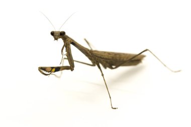 Görüntü Praying Mantis (Stagmomantis carolina) üzerinde beyaz backgro