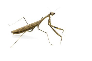 Görüntü Praying Mantis (Stagmomantis carolina) üzerinde beyaz backgro