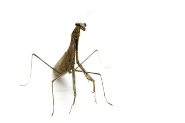 Görüntü Praying Mantis (Stagmomantis carolina) üzerinde beyaz backgro