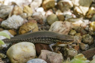 Bir ortak Bahçe skink (Scincidae) kaya görüntüsü. Sürüngen.