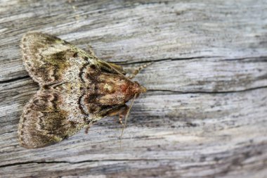 Ağaç üzerinde görüntü Brown güve (Nannoarctia tripartita). Böcek. Bir