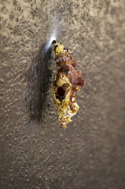 Bir kelebek pupa duvardaki görüntüsünü. Böcek. Hayvan