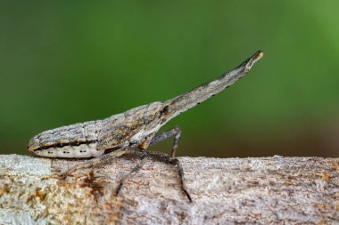 Fener böcek ya da zanna nobilis perisi dallar üzerinde görüntüsünü bir