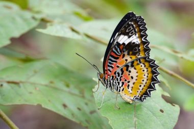 Leopard lacewing kelebek yeşil yaprakları üzerinde görüntü. Böcek Anim