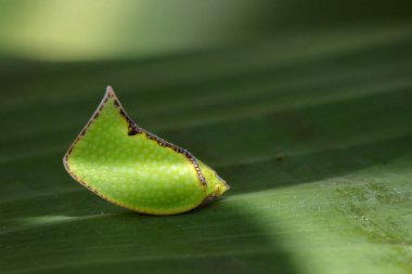 Yeşil Planthopper (Siphanta acuta) görüntü üzerinde yeşil yaprakları. INS