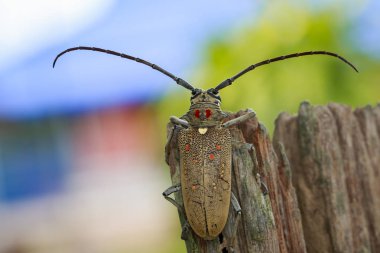 Mango Borer(Batocera numitor) lekeli görüntü üzerinde bir güdük. Böceği