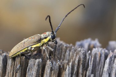Mango Borer(Batocera numitor) lekeli görüntü üzerinde bir güdük. Böceği