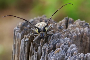 Mango Borer(Batocera numitor) lekeli görüntü üzerinde bir güdük. Böceği