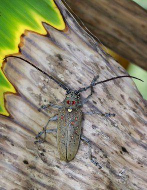 Mango Borer(Batocera numitor) lekeli görüntü kuru yapraklar üzerinde. Olmak