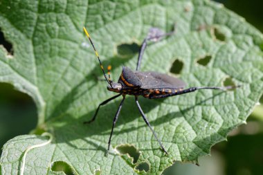 Yeşil bir yaprak üzerinde siyah böcek (hemiptera) resmi. Böcek. Hayvan. 