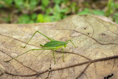 Tettigoniidae (Mirollia hexapinna) çoğu genellikle aile görüntüsü c