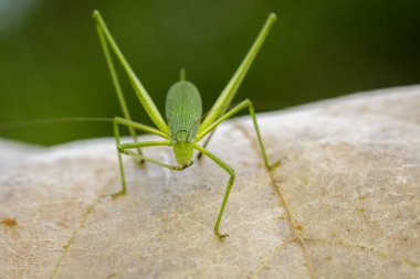 Tettigoniidae (Mirollia hexapinna) çoğu genellikle aile görüntüsü c