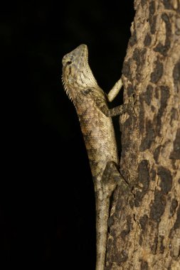 Ağaç üzerinde kahverengi bukalemun görüntüsü. Sürüngen. Hayvan.