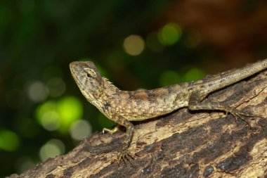 Ağaç üzerinde kahverengi bukalemun görüntüsü. Sürüngen. Hayvan.