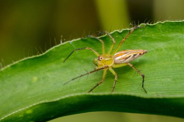 Lynx örümcek (oxyopidae) yeşil yaprakları üzerinde görüntü. Böcek. Anim