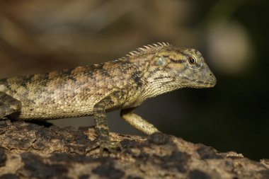 Ağaç üzerinde kahverengi bukalemun görüntüsü. Sürüngen. Hayvan.