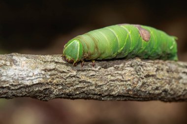 Image of green caterpillar on a branch. Insect. Animal clipart