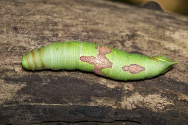 Yeşil tırtıl kahverengi kuru ahşap üzerinde görüntü. Böcek. Hayvan