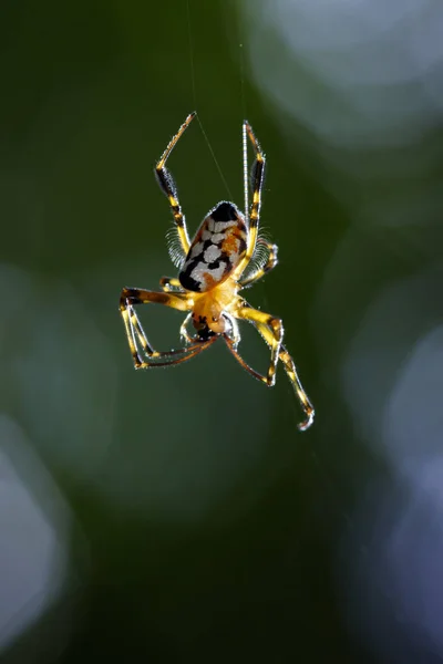 에 opadometa fastigata 거미 (Pear-Shaped Leucauge)의 이미지 — 스톡 사진