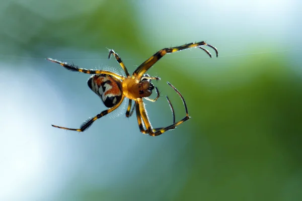 Obrázek opadometa fastigata pavouků (Pear-Shaped Leucauge) na — Stock fotografie