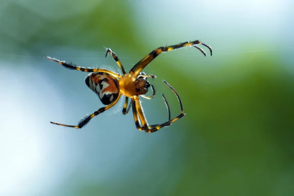 Egy opadometa fastigata pókok (Pear-Shaped Leucauge) a kép — Stock Fotó