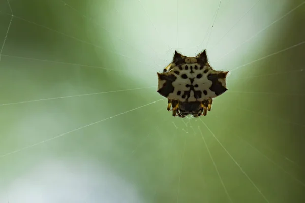 Image de l'araignée épineuse noire et blanche (gasteracantha kuhlii) sur — Photo