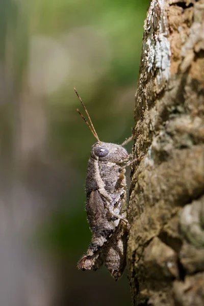 Imagem de um gafanhoto-marrom (Acrididae) sobre fundo natural . — Fotografia de Stock