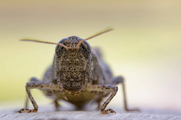 Imagem de um gafanhoto-marrom (Acrididae) sobre fundo natural . — Fotografia de Stock