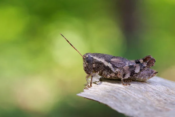 Imagem de um gafanhoto-marrom (Acrididae) sobre fundo natural . — Fotografia de Stock