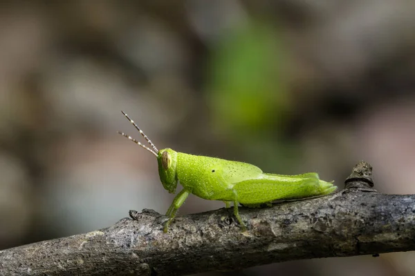 枝に明るい緑のバッタのイメージ。昆虫。動物 — ストック写真
