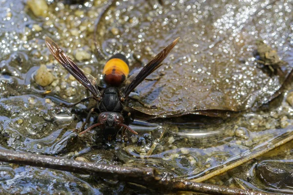 Image du frelon à bandes plus petites (Vespa affinis) sur fond de nature — Photo