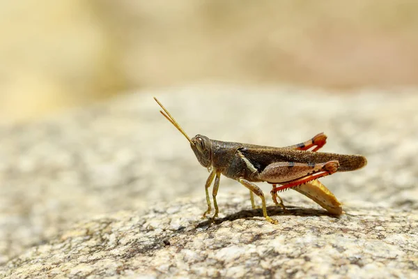 Εικόνα-άσπρο banded ακρίδα (Stenocatantops splendens) για τ — Φωτογραφία Αρχείου