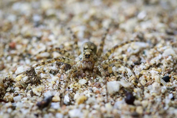Изображение Пауков-Охотниц (Venatrix arenaris) на песке . — стоковое фото