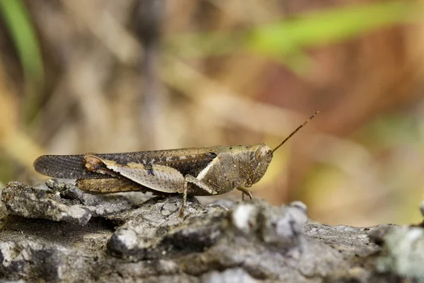 Imagem de Grasshopper de faixa branca (Stenocatantops splendens) em t — Fotografia de Stock