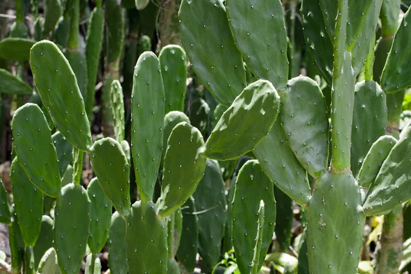 Immagine di Cactus Verde in Thailandia. Albero — Foto Stock