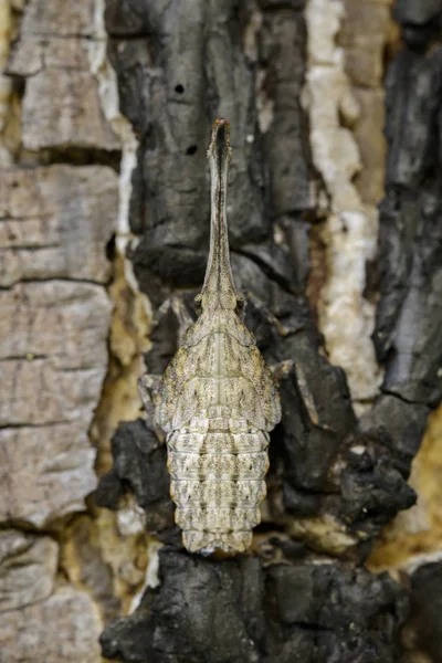 木の上のランタン バグまたは zanna ノビリス ニンフのイメージ。昆虫 — ストック写真
