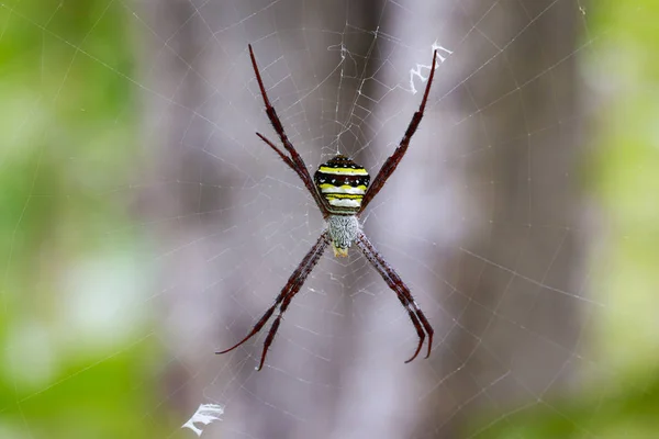 Image of multi-coloured argiope spider (Argiope pulchellla. ) in — Stock Photo, Image