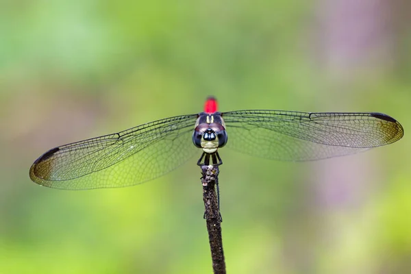 Image de libellule perchée (Lathrecista asiatica) sur une branche d'arbre — Photo