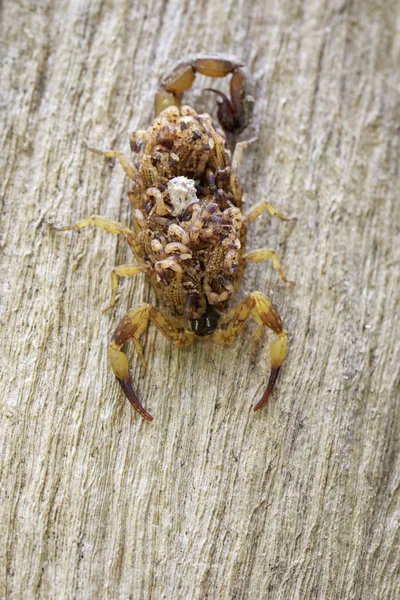 Изображение скорпиона с ребенком на спине. Насекомое. Животное — стоковое фото