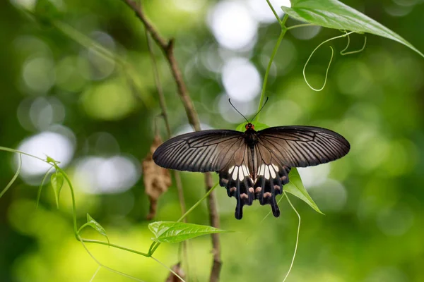 Ortak Mormon kelebek (Papilio polytes romulus) o görüntü