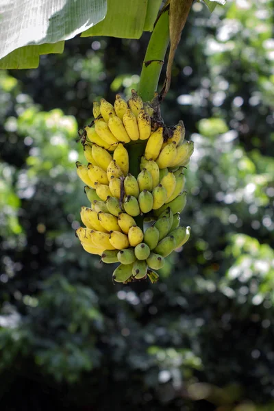 Image of Banana bunch on nature background. Food — Stock Photo, Image