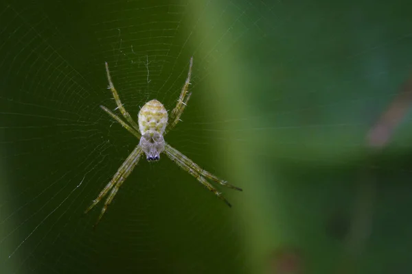 작은 멀티 색의 이미지 argiope 거미 (Argiope pulchelll — 스톡 사진