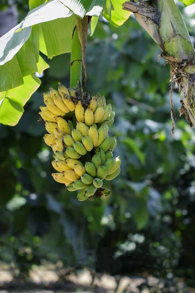 Image of Banana bunch on nature background. Food — Stock Photo, Image