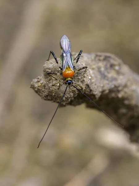 Afbeelding van een moordenaar bug op de achtergrond van de natuur. Insect. Dier — Stockfoto