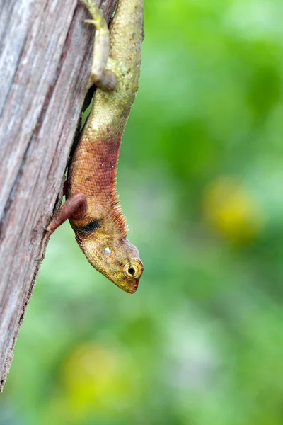 Wizerunek kameleon na drzewie na tle przyrody. Gad — Zdjęcie stockowe