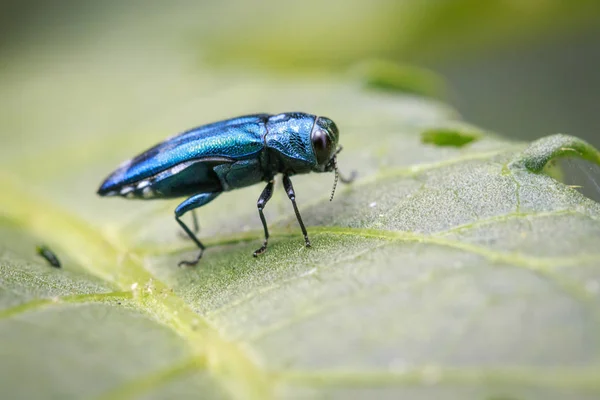 Wizerunek Emerald popiołu świder Beetle na zielony liść. Owad. Anima — Zdjęcie stockowe