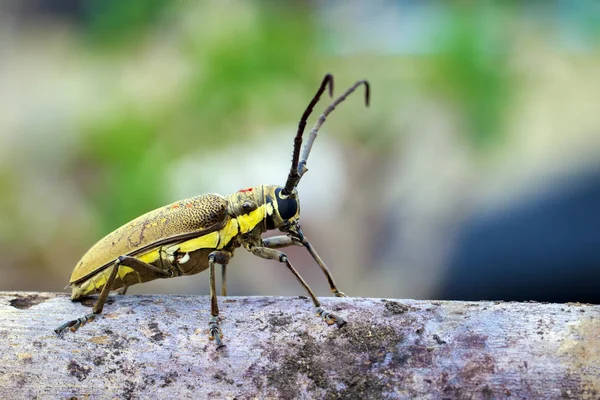 Benekli Mango Borer(Batocera numitor) bir ahşap üzerinde görüntü. Pancar