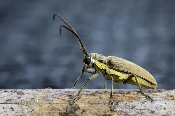Benekli Mango Borer(Batocera numitor) bir ahşap üzerinde görüntü. Pancar