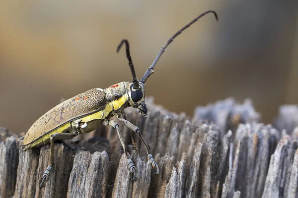 Mango Borer(Batocera numitor) lekeli görüntü üzerinde bir güdük. Böceği