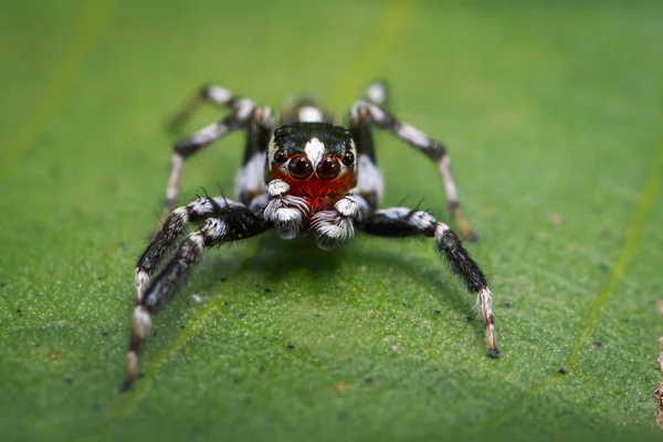 Зображення стрибків павуків (Plexippus paykulli., chale) на зеленому листі — стокове фото